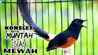 Murai Batu Gacor Konslet Muntah Isian Mewah... 