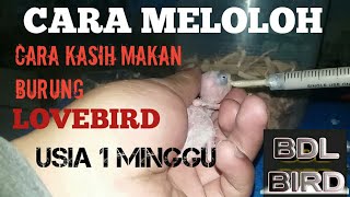 Cara kasih makan anak lovebird(meloloh burung)