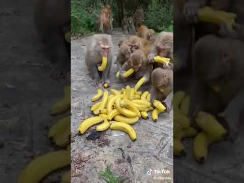 فيديو: هل من الصعب الركوب مع شماعات القرد؟