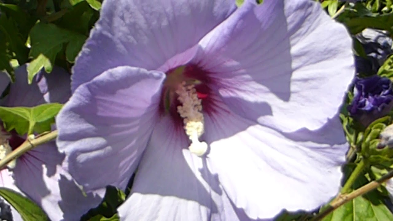 Blue Hibiscus Rose Mallow Havairos Skrautrunni Gardpanta Youtube