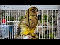 غناء كناري دمار لتدريب طيور الكناري  🐦 على الغناء الصحيح BEST VIDEO TO TRAINING CANARIES BIRDS