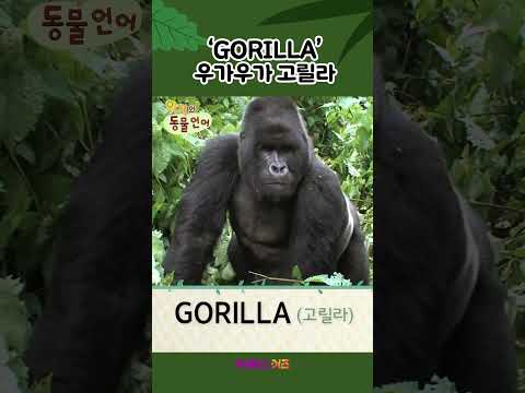 가슴을 쿵쾅쿵쾅! 고릴라ㅣGorillaㅣ1분 영어 배우기ㅣ위키와 동물언어ㅣKBS 방송