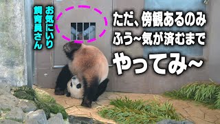 【サーカスに売られるで 子パンダ楓浜】お気にいり飼育員さんと小窓コントに観客大爆笑 でんぐり返しお腹が邪魔