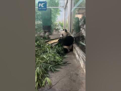 Giant pandas enjoy sugar cane at zoo in China's Guangxi - YouTube