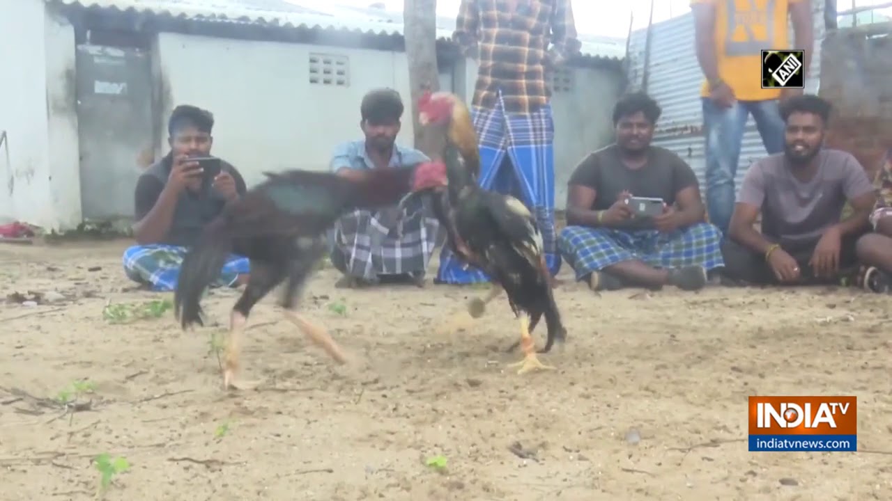 Roosters get training for cockfighting ahead of Pongal festival
