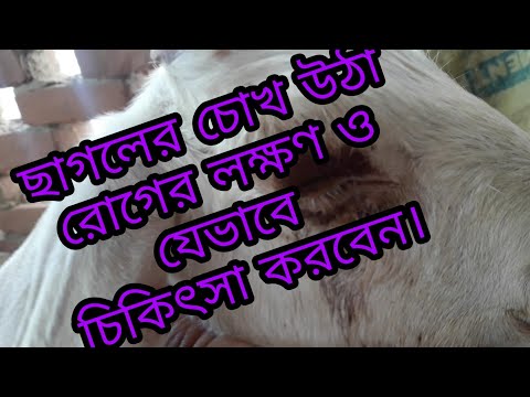 ভিডিও: গগলের চোখ কি খেতে ভালো?