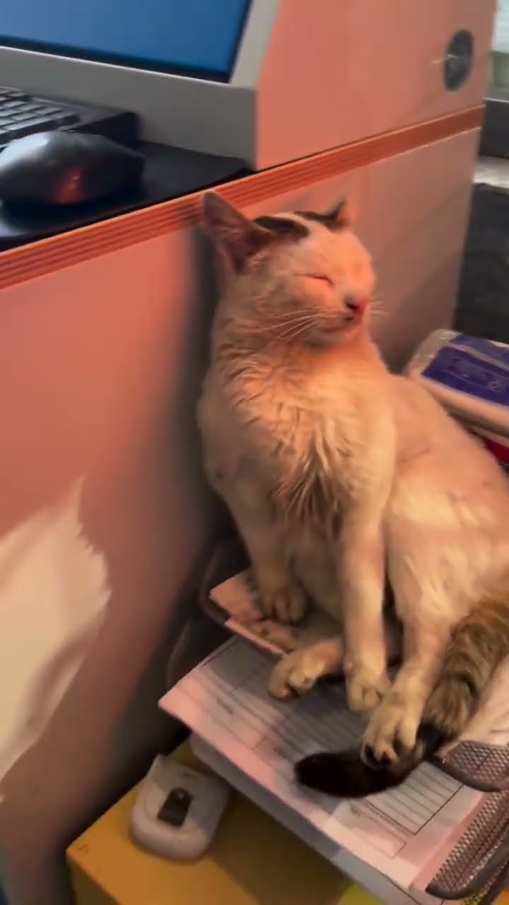 C top des vidéos de chat ? ? ? ?