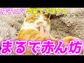 いつまで経っても赤ちゃんのような長男猫が愛しすぎます…♡【茶トラのクラちゃん】