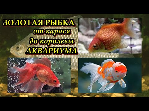 ЗОЛОТАЯ РЫБКА - От карася до королевы аквариума