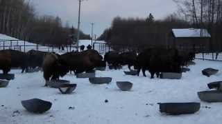 Herd in early December Gunn Alberta.