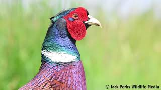 Pheasants, male & female with poults