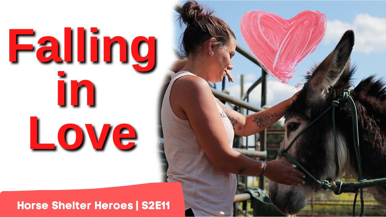 Horse Shelter Heroes S2E11 Full Episode YouTube