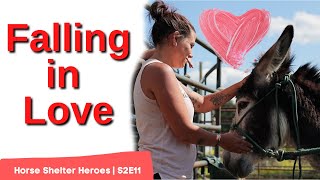 Horse Shelter Heroes | S2E11 | Full Episode
