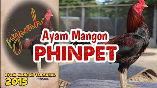 Sejarah Legenda Ayam Mangon Phinpet Mr. kowsem Go farm