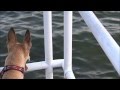 "Dachshund" 101 "Skinny Dipping" Dog's are jealous! Safety Harbor Marina, Pi
