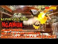 Kepodang Gacor Teler Ngamuk Emosi Ampuh Buat Pancingan Kepodang Malas Bunyi Gogor Mp3 - Mp4 Download