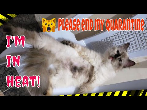 How to calm your in heat cat |  Subukan mo ang acupressure, effective talaga! | Matangpusa