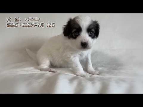 パピ+ヨンページ YouTube