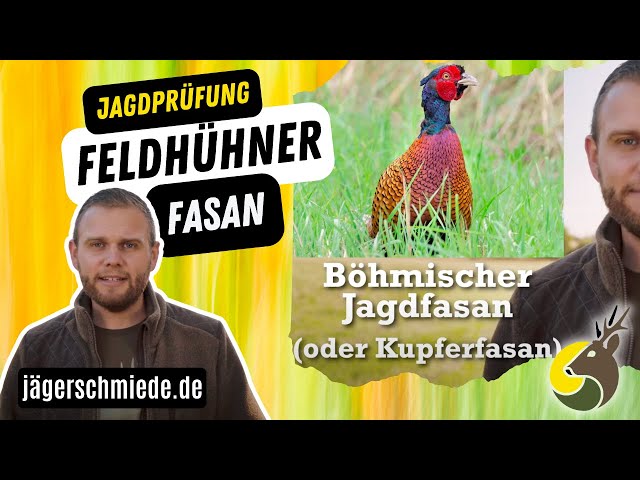 Feldhühner: Fasan! Viel Spaß bei deiner Jagd nach Wissen! class=