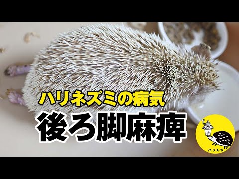 【ハリネズミの病気】後ろ脚麻痺と闘病した健太郎くん、最期の六日間