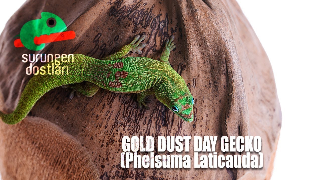 http://bukalemun.biz Altın Kaplama Gecko - Gold Dust Day Gecko