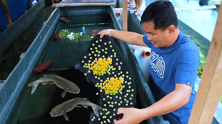 How Catfish Farming Produces thousands of eggs - T...