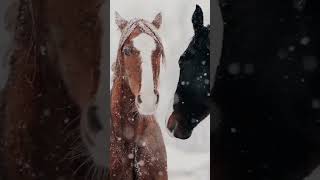 Xumar Qədimova - Sevdim Seni Üzik I Ədimova