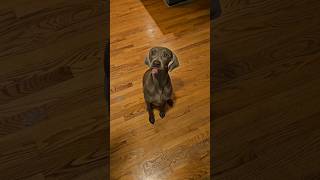 Weimaraner Puppy Found Her Bark