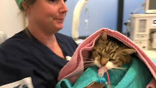 Malin hjälper hemlösa katter till ett nytt, bättre liv