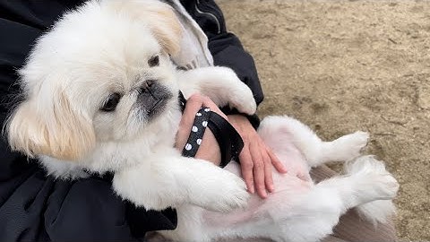 いっそう人間味が増したw子どもと遊びたくて鳴く【Pekingese】