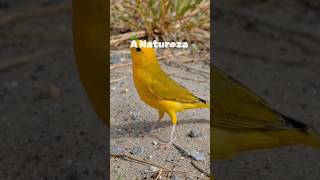 A Natureza galera #canáriodaterra #birds #birdsong #birdsounds #passaros #aves #canary #nature