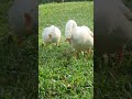 3 CON NGỖNG #animals #subscribe #like