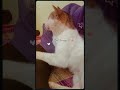 Infinix NOTE Edge 💙 Best Therapy 😼 #infinix #infinixnoteedge5g #thefutureisnow #catslove #cat #cats