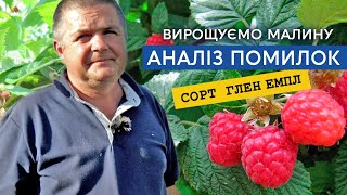 Заробляй на малині. Аналіз помилок цього сезону, ціни. Особливості догляду сорту малини Глен Емпл