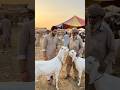 kurbani ke liye bakra lene mandi gaya #ai#shorts#qurbani2026#islamicstatus