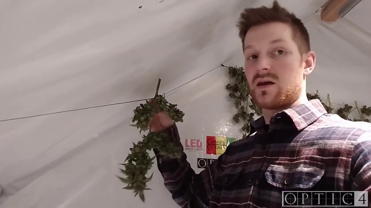 Optic 4 LED Massive Autoflower Harvest   Colorado Cookies, Glueberry OG & Blue Dream 720p