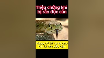 Các triệu chứng khi bị rắn độc cắn #shorts