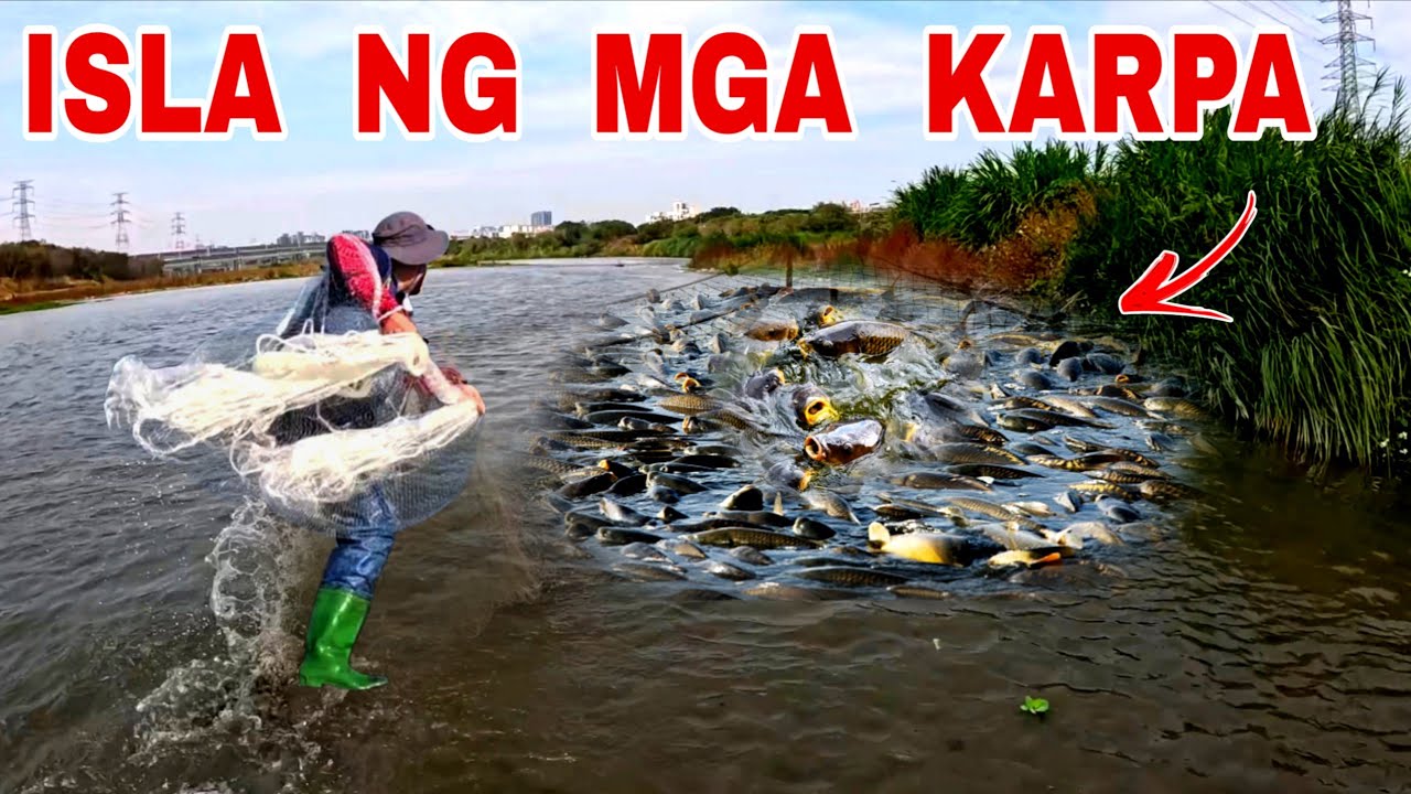 Natagpuan Namin Ang Pugad Ng Mga Dambuhalang Karpa At Napakaraming Gulay