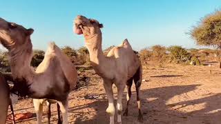 Camel alive today are domesticated animals (mostly living in the Horn of Africa & #somalia