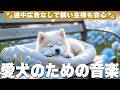 愛犬が落ち着く音楽 (12時間広告なし) 🐶 愛犬をリラックスさせる音楽 | 癒しピアノBGM / 分離不安解消 / vol.987