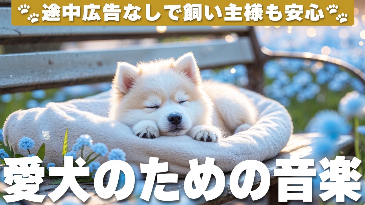 愛犬が落ち着く音楽 (12時間広告なし) 🐶 愛犬をリラックスさせる音楽 | 癒しピアノBGM / 分離不安解消 / vol.987