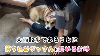 雨散歩に行きたくないコーギーを説得するお姉