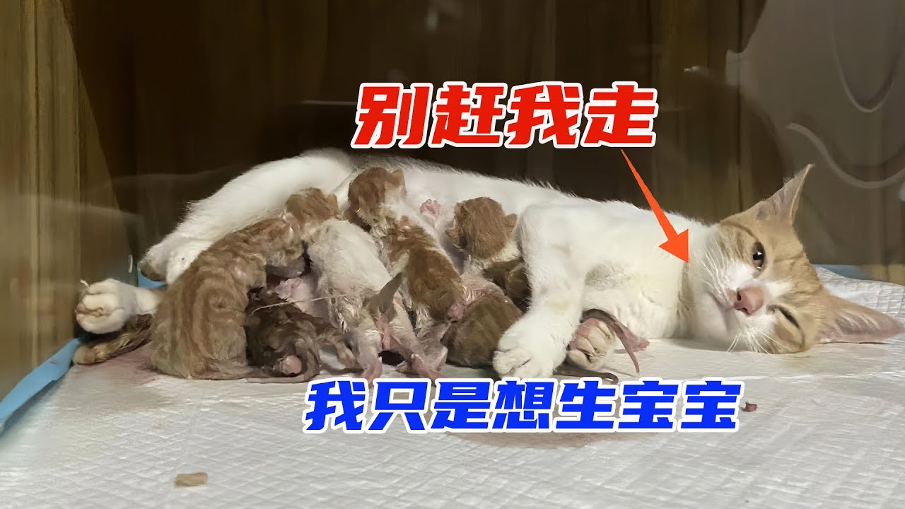 流浪貓三番五次跑進餐廳，原來是為了尋找產房。母愛太偉大了！