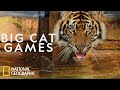 Keeping a Sumatran Tiger Healthy | Magic of Disney's Animal Kingdom