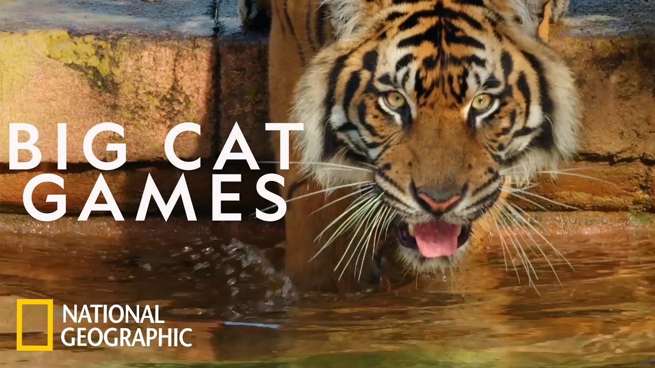 ⁣Keeping a Sumatran Tiger Healthy | Magic of Disney's Animal Kingdom
