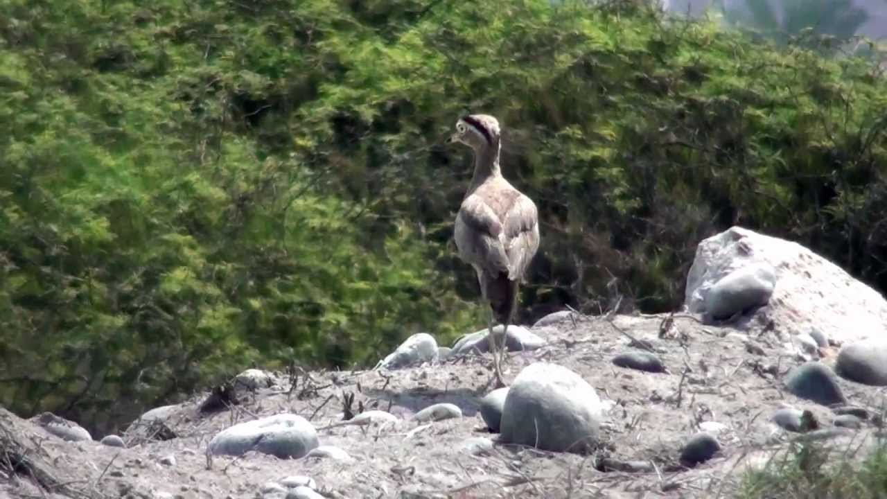 Peruvian Thick-knee (Burhinus superciliaris) 