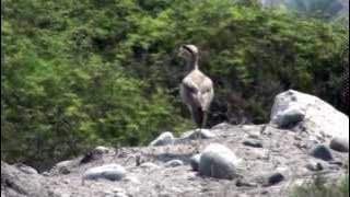 Peruvian Thick-knee (Burhinus superciliaris)