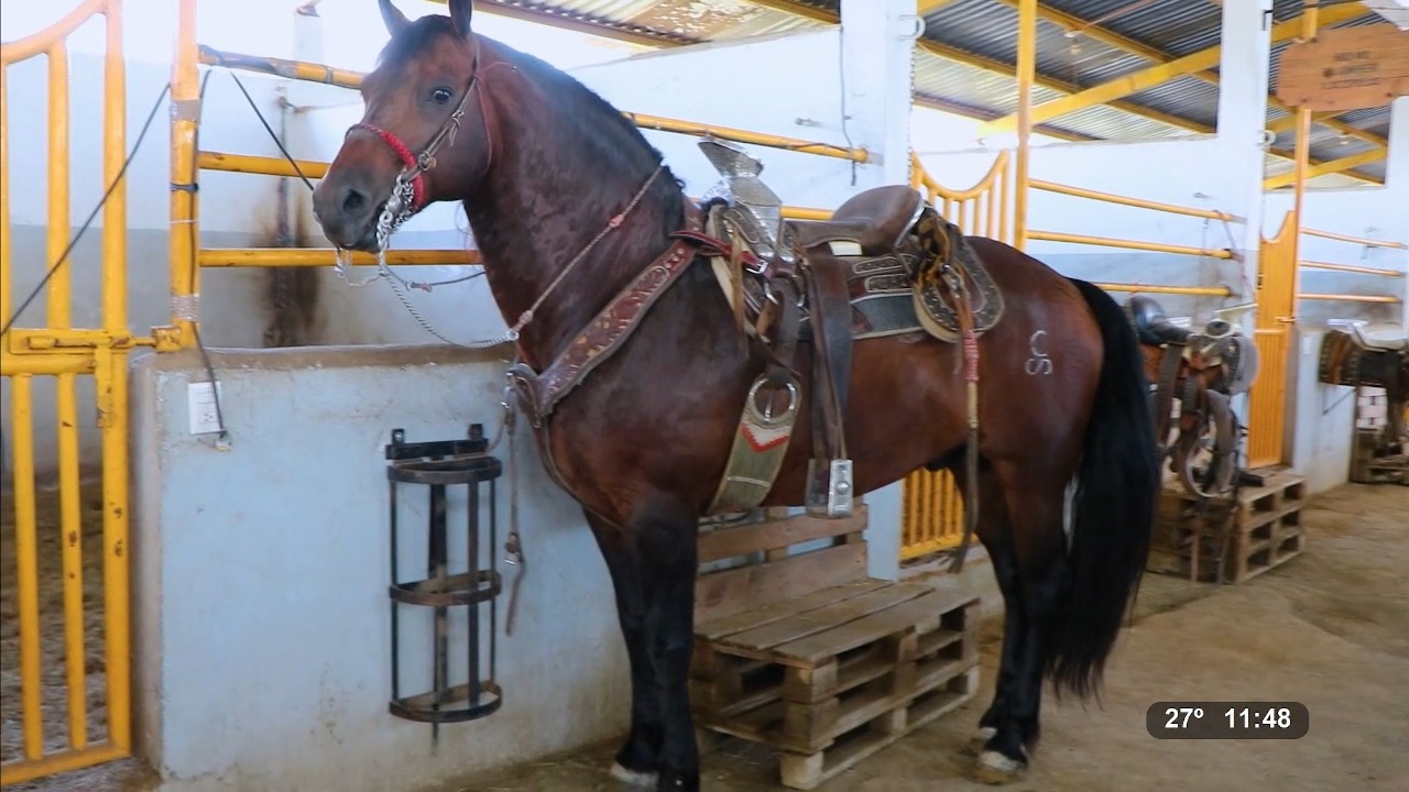 Cuadra de caballos en San Miguel de Apodaca, Nuevo León | Reportajes de Alvarado