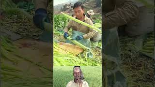 Smart Papaya Stem Cleaning | পেঁপে গাছ ছিলানোর স্মার্ট পদ্ধতি 🌱🔥 #shorts #farming #plant #facts