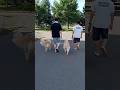 ゴル2頭のお尻がかわいすぎる【goldenretriver】#shorts#dog #goldenretriever #犬 #ゴールデンレトリバー